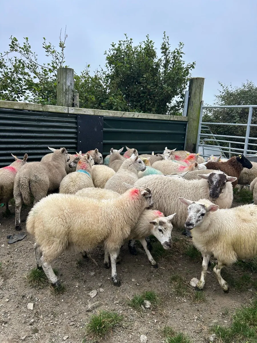 ****EWE LAMBS *** - Image 1