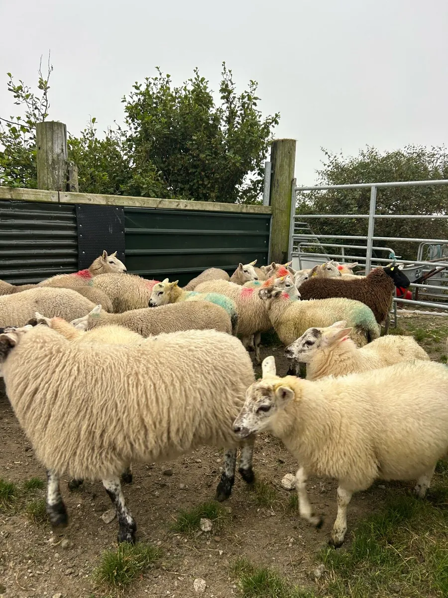 ****EWE LAMBS *** - Image 2