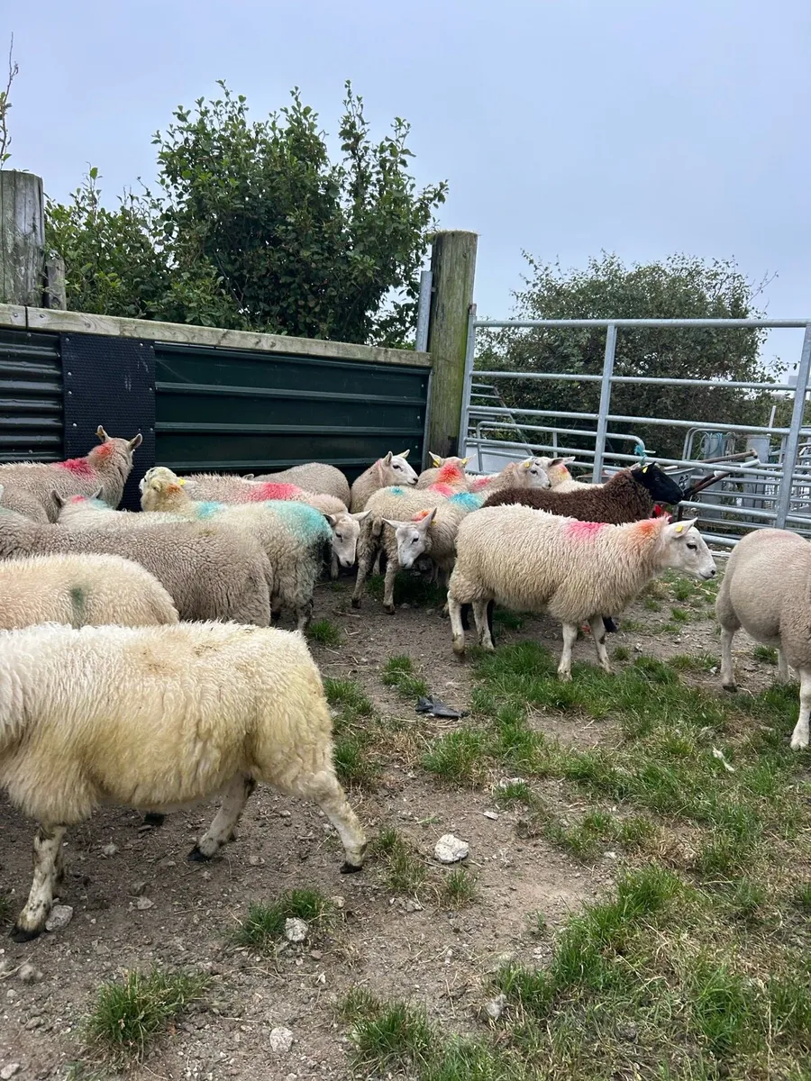 ****EWE LAMBS *** - Image 3