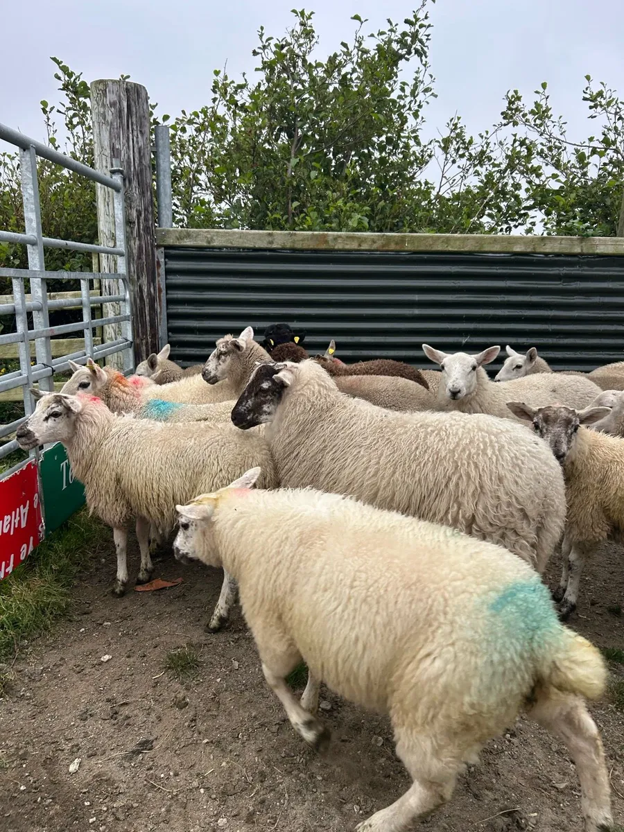 ****EWE LAMBS *** - Image 4