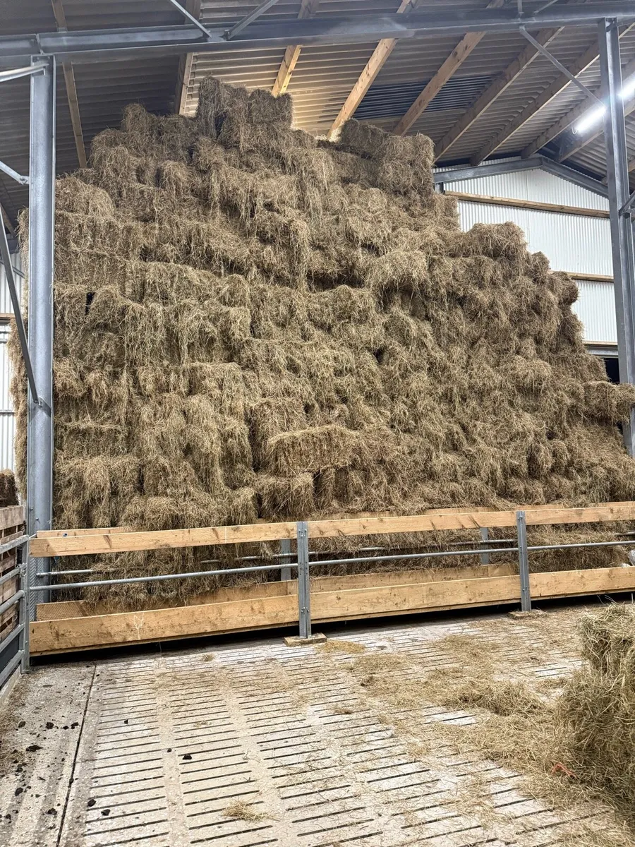 Square Bales of Hay
