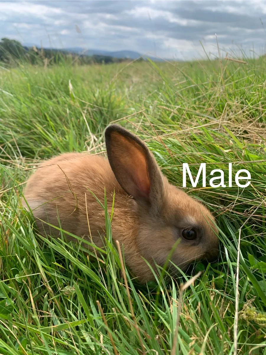 Rabbits and Hutches - Image 1