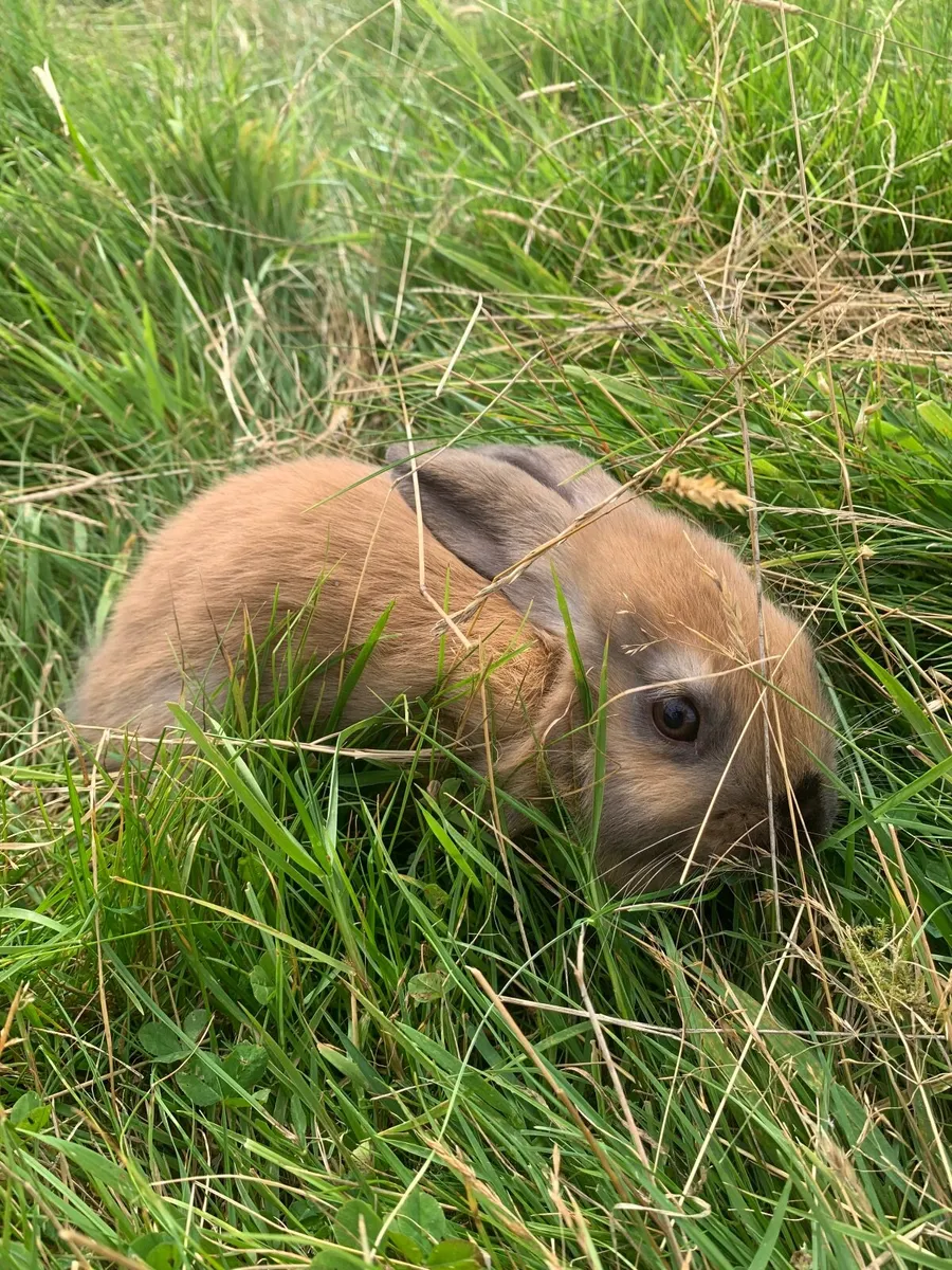 Rabbits and Hutches - Image 3