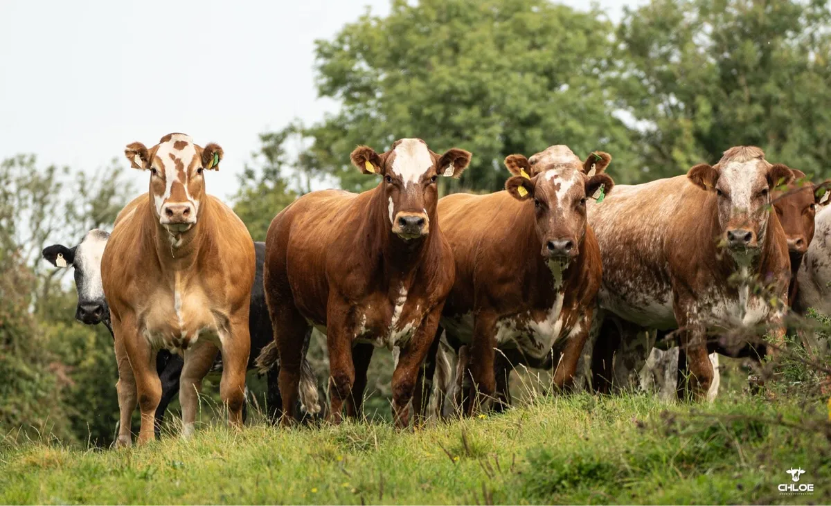 In-Calf Heifers - Image 1