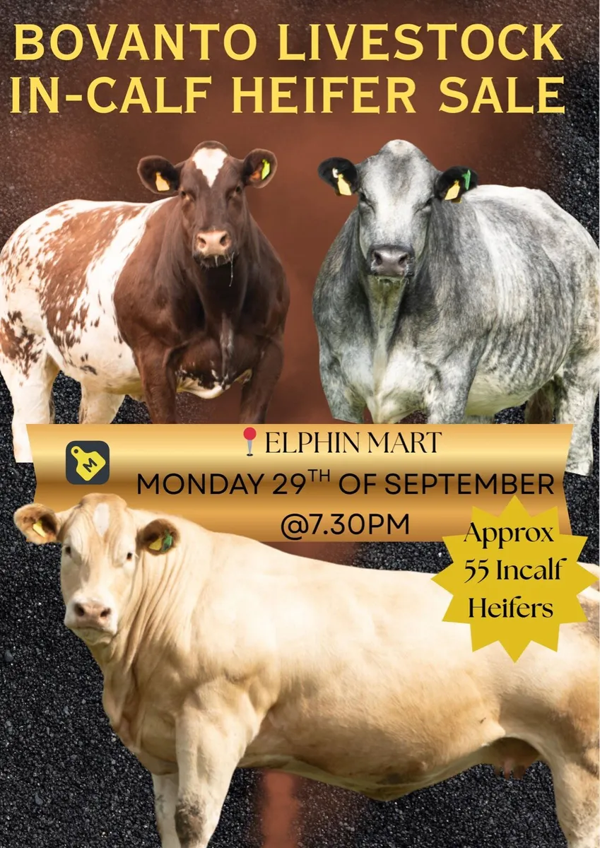 In-Calf Heifers - Image 1
