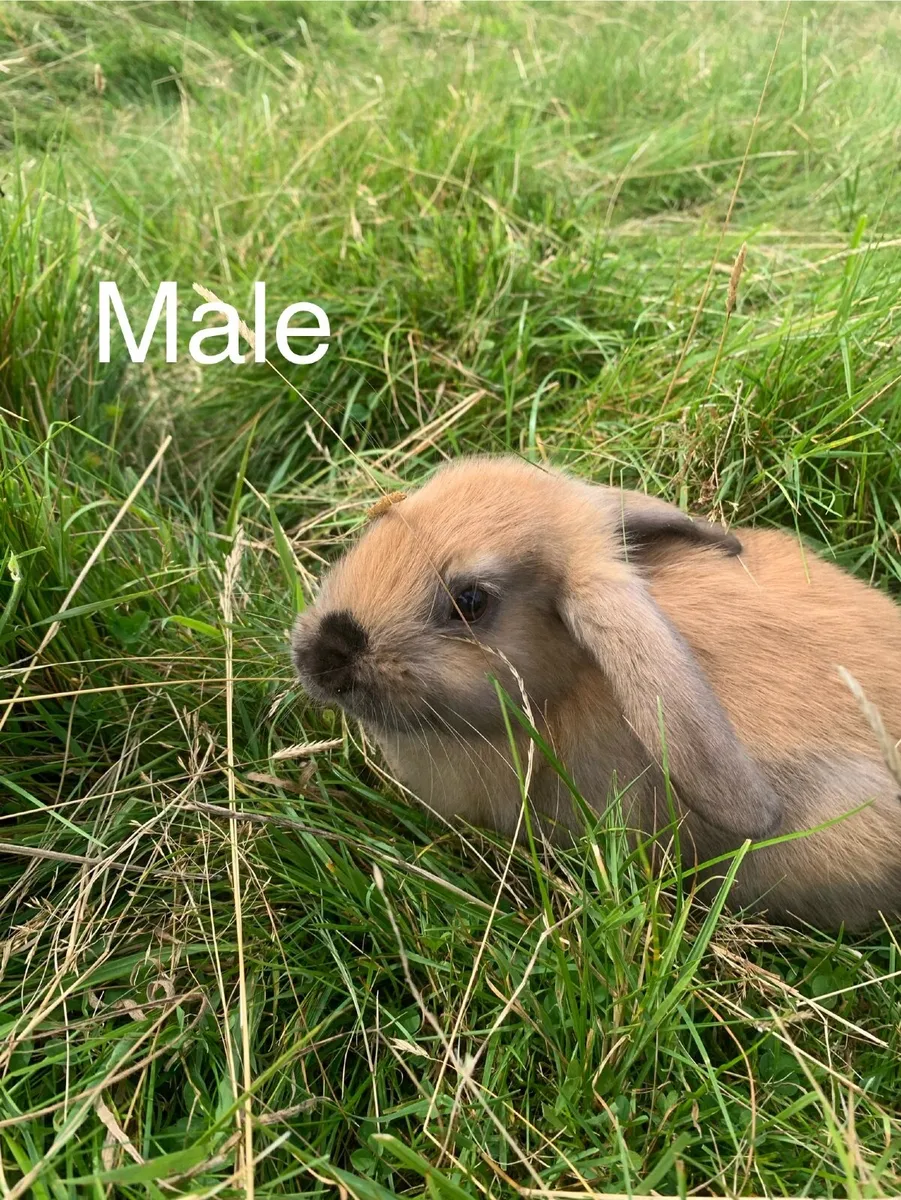 Rabbits and Hutches - Image 2