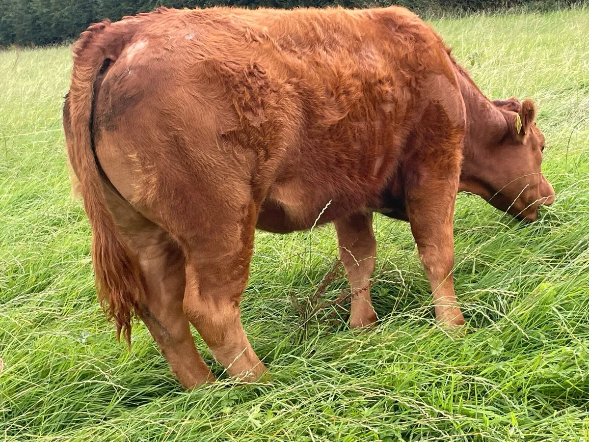 Beef cattle - Image 1
