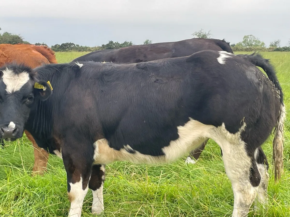 Beef cattle - Image 2