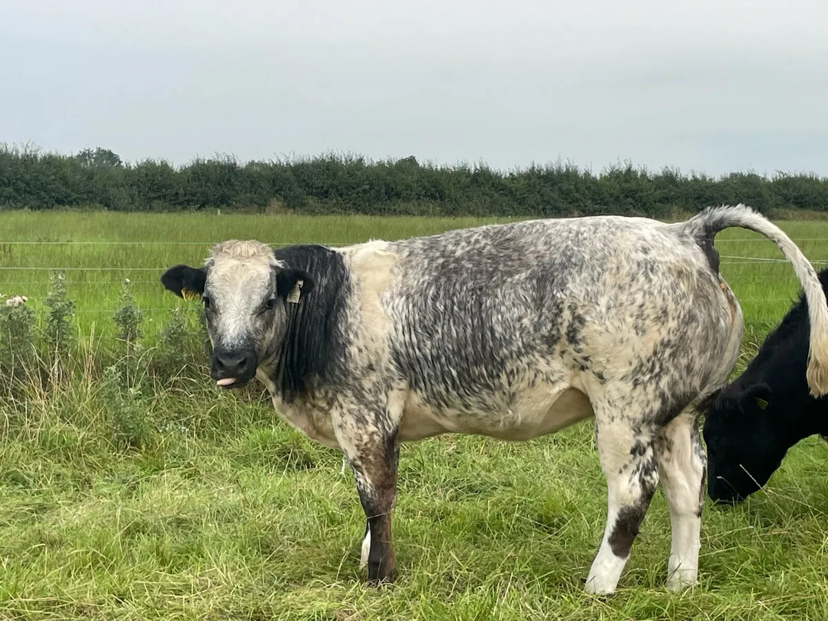 Beef cattle - Image 3