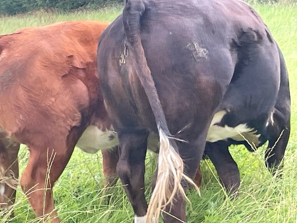 Beef cattle - Image 4