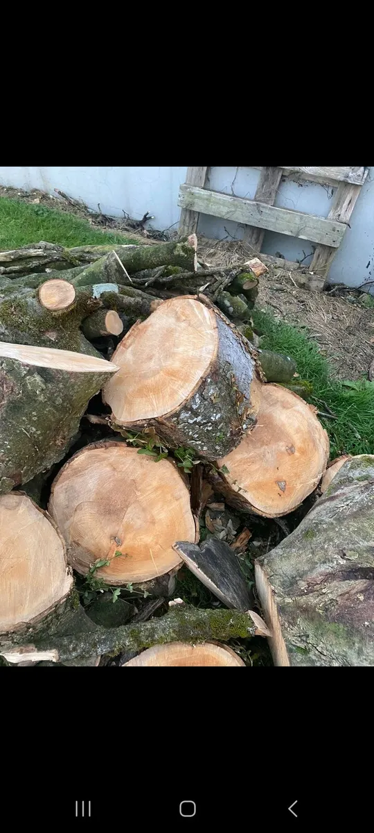 Timber - Image 4