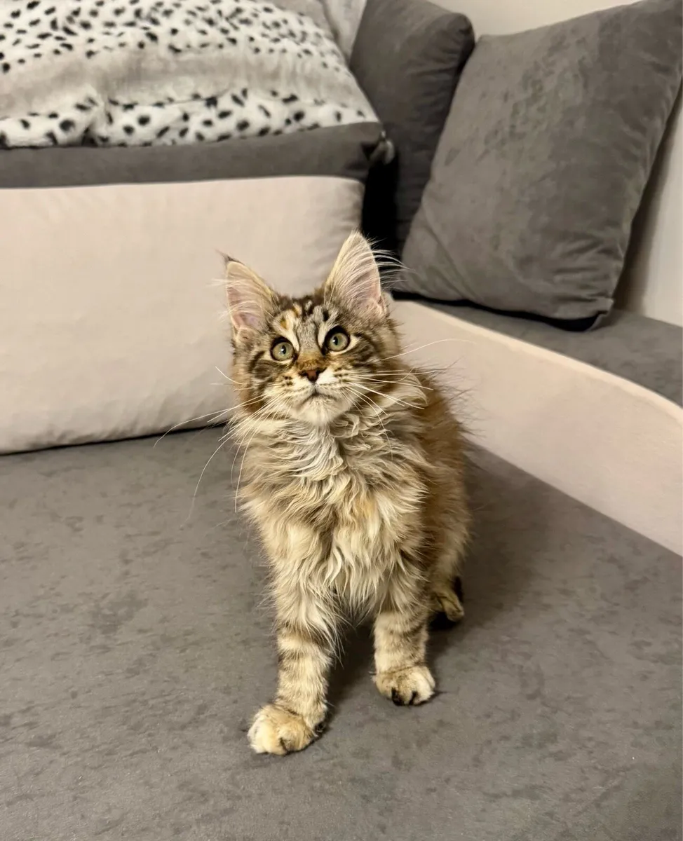 Pedigree Maine Coon Kittens - Image 1