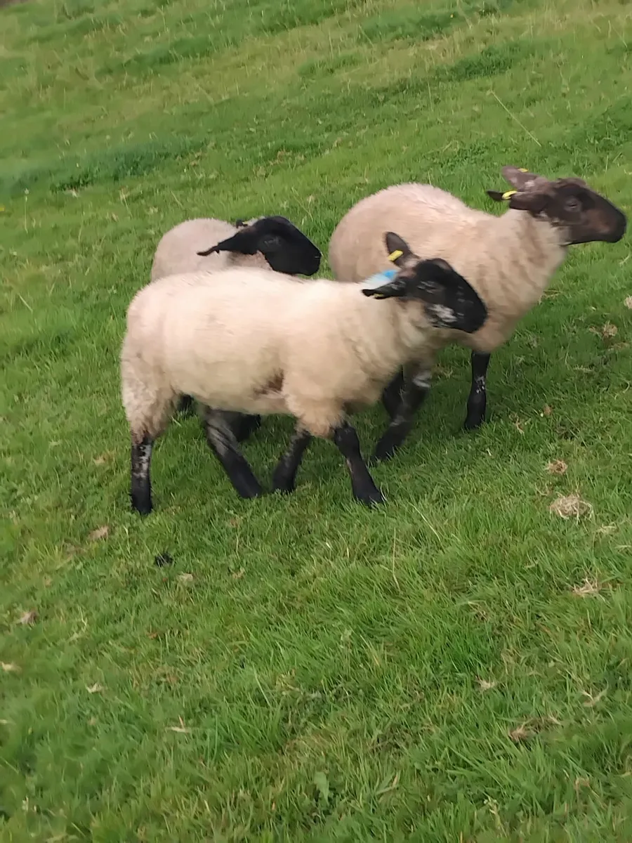 40 Ewe lambs - Image 1