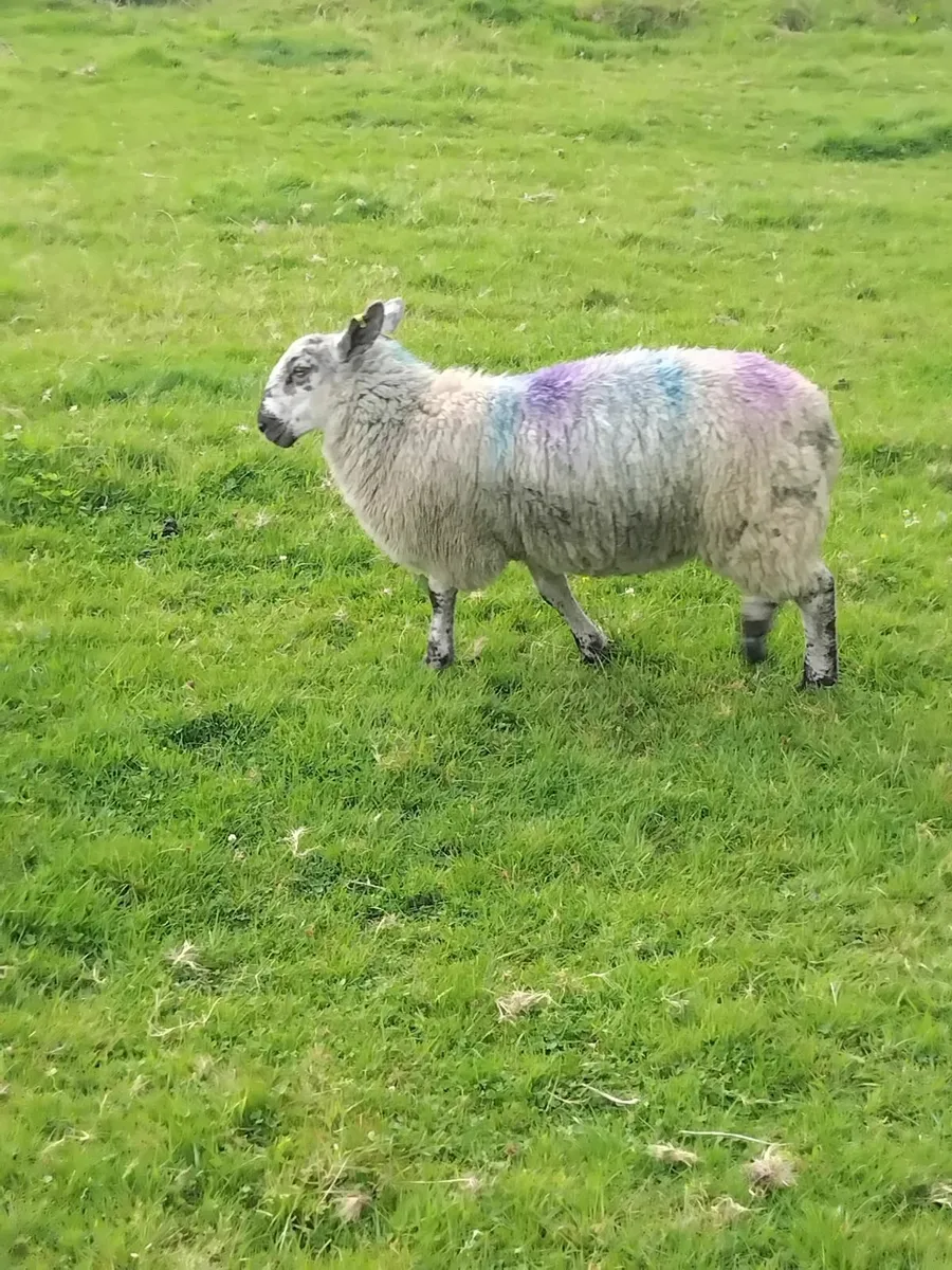 40 Ewe lambs - Image 2