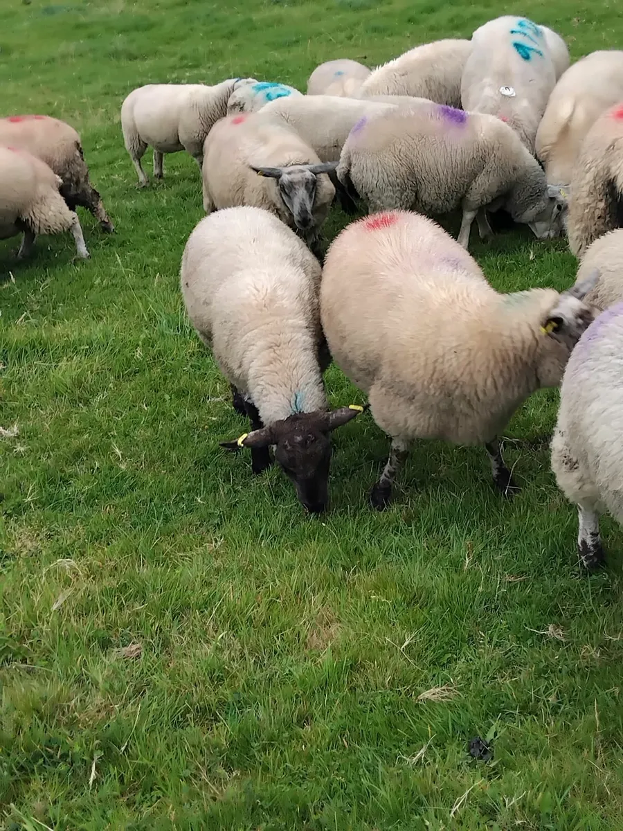40 Ewe lambs - Image 3
