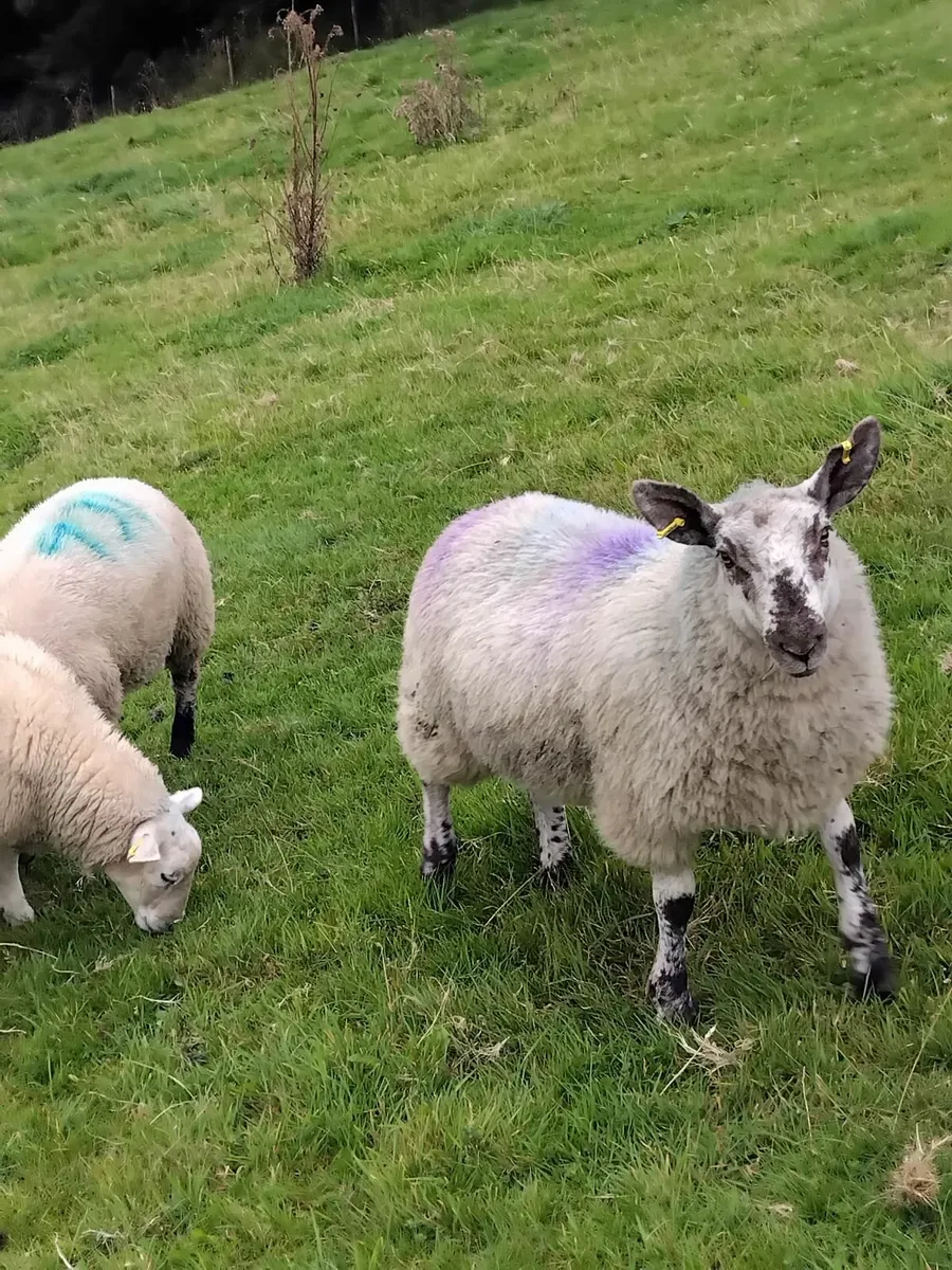 40 Ewe lambs - Image 4
