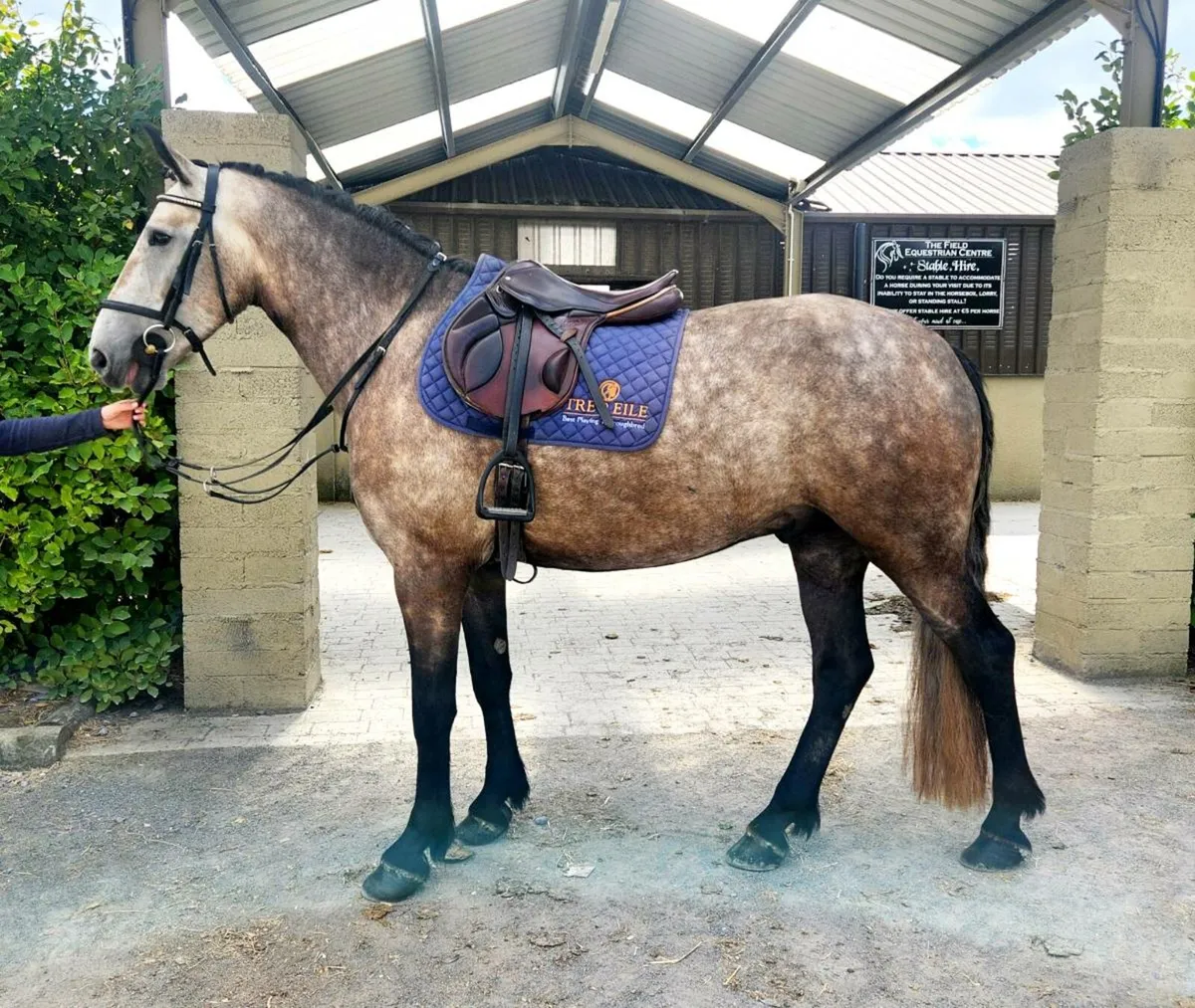 Connemara x Irish Draught - Image 1