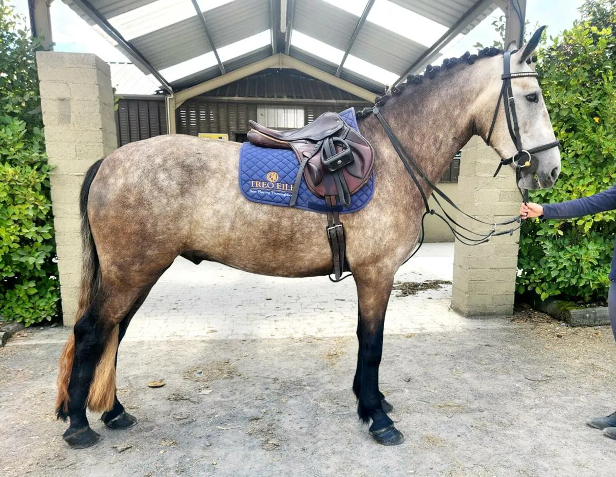 Connemara x Irish Draught - Image 3