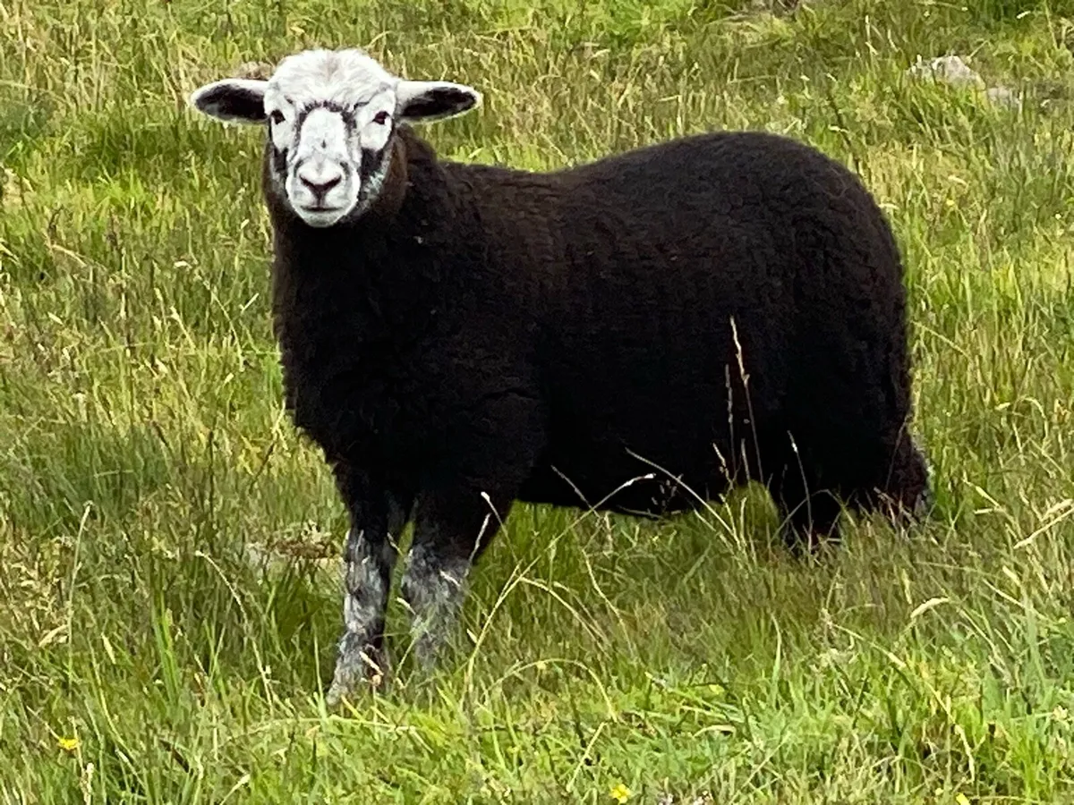 Herdwick ewes / lambs at foot x (6 ewes x 6 lambs - Image 1
