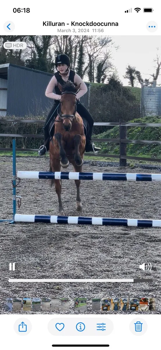 Horse - Image 1