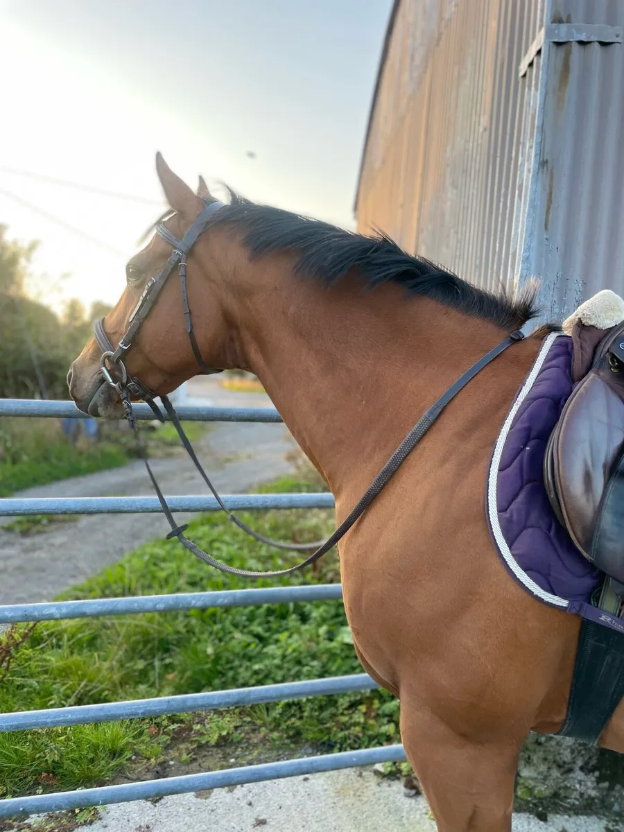 Horse - Image 2