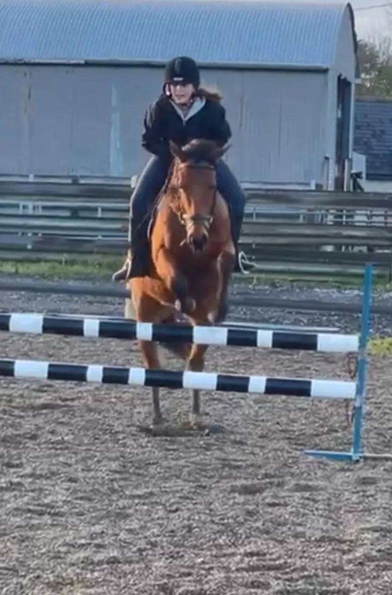 Horse - Image 3