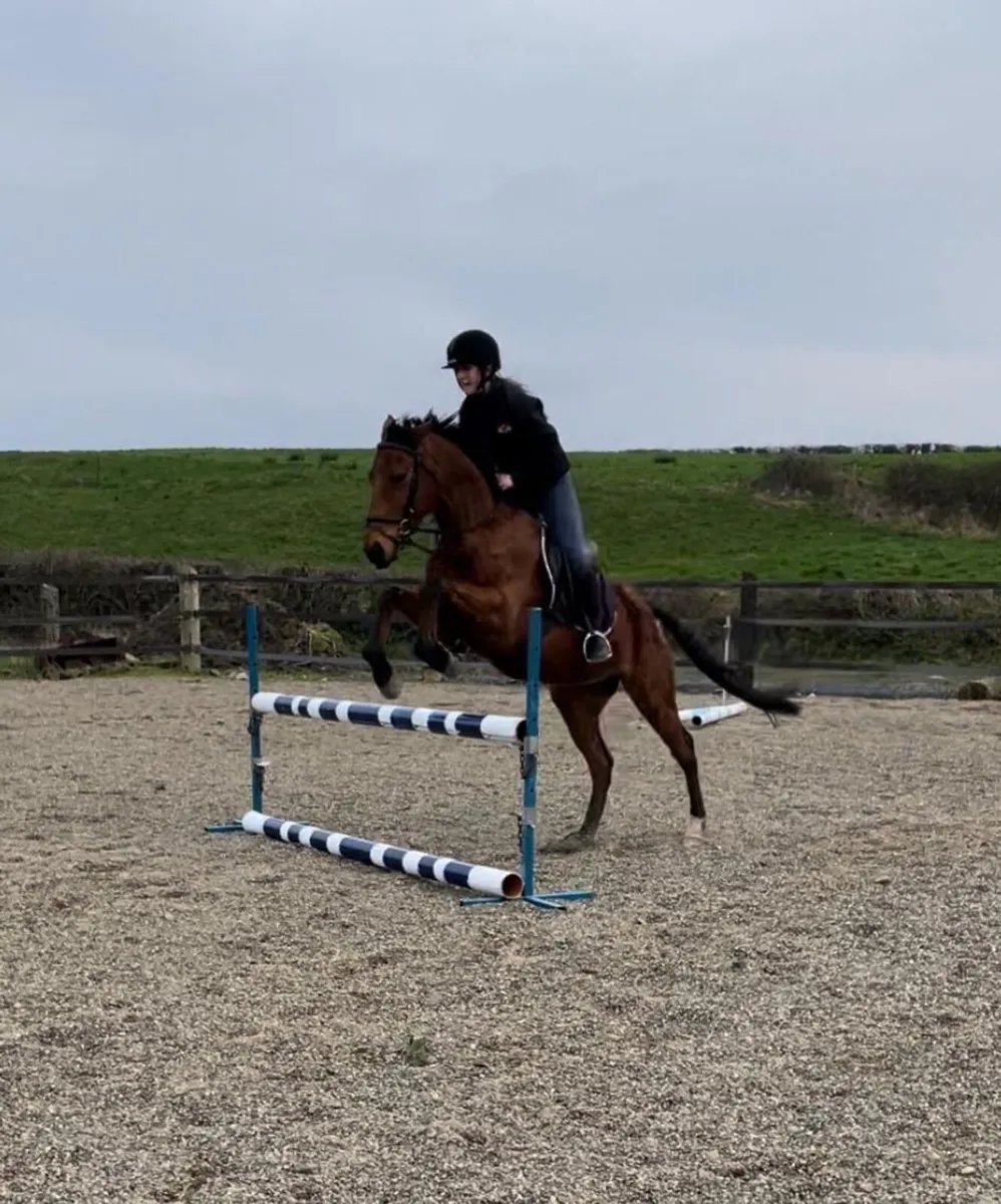 Horse - Image 4