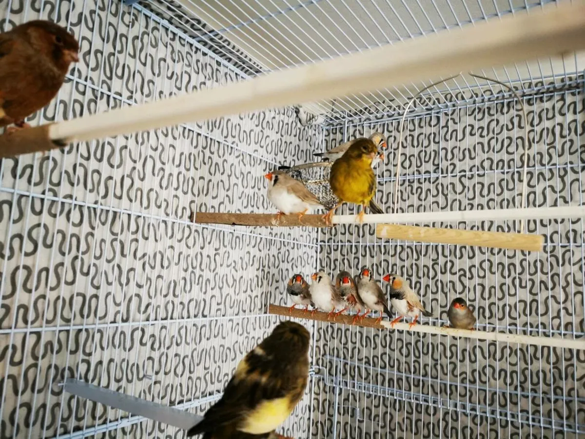 Zebra Finch - Image 1