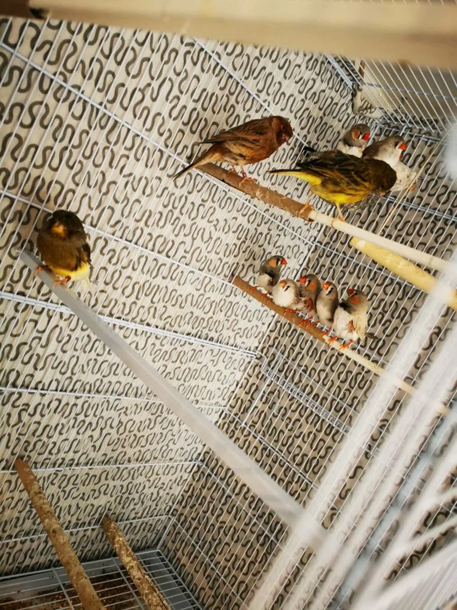 Zebra Finch - Image 2