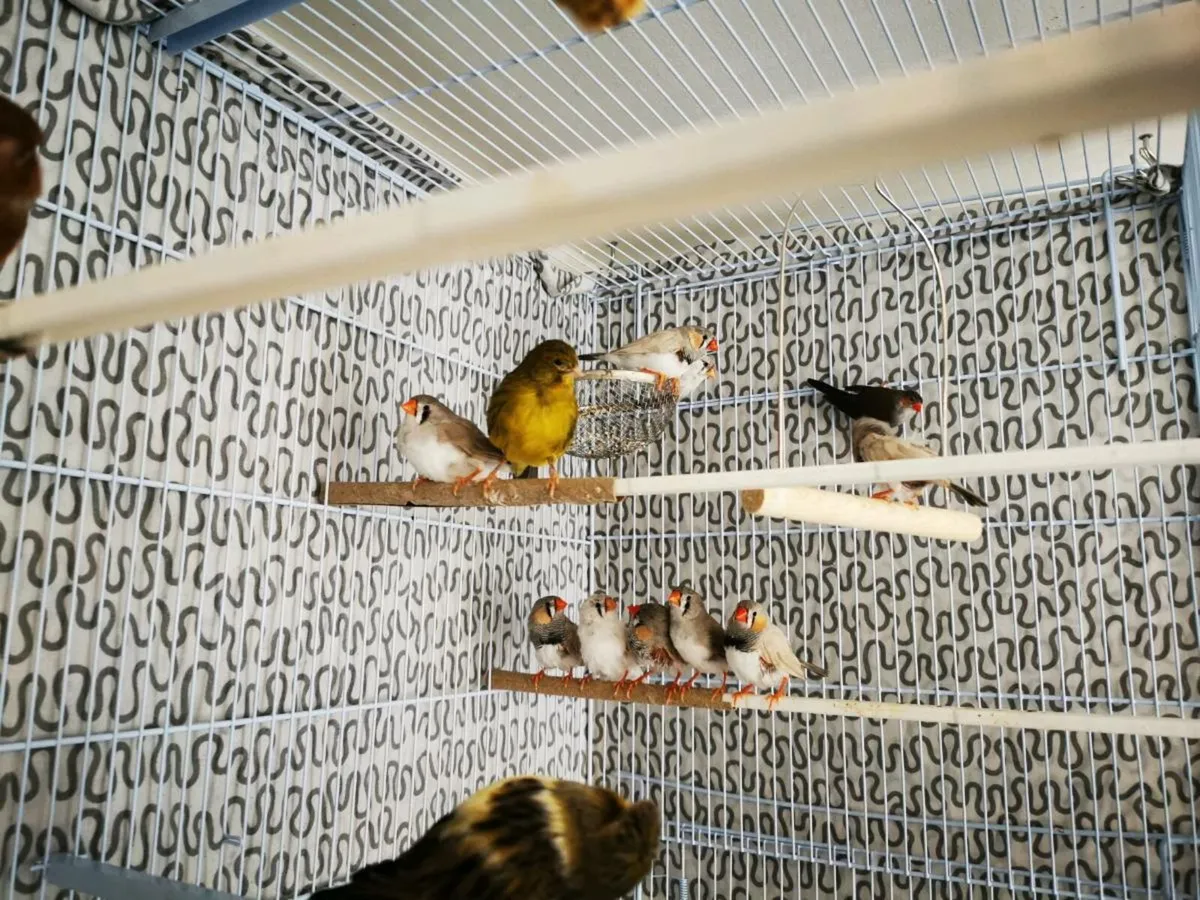 Zebra Finch - Image 3