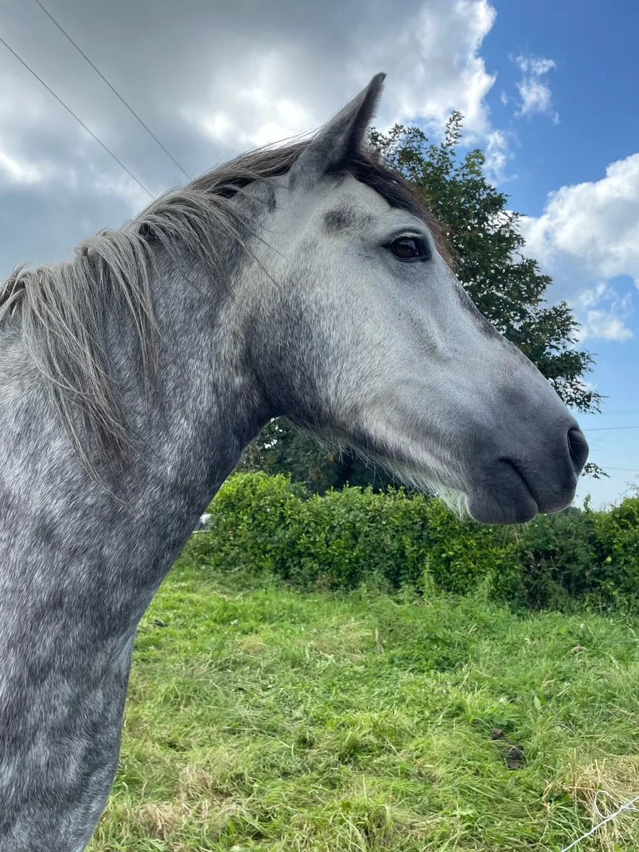 Connemara mare - Image 1