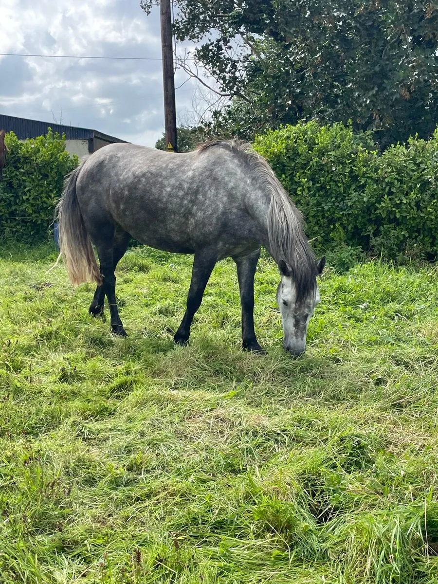 Connemara mare - Image 2