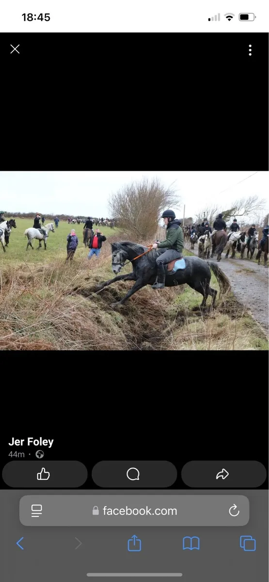 Connemara mare - Image 3