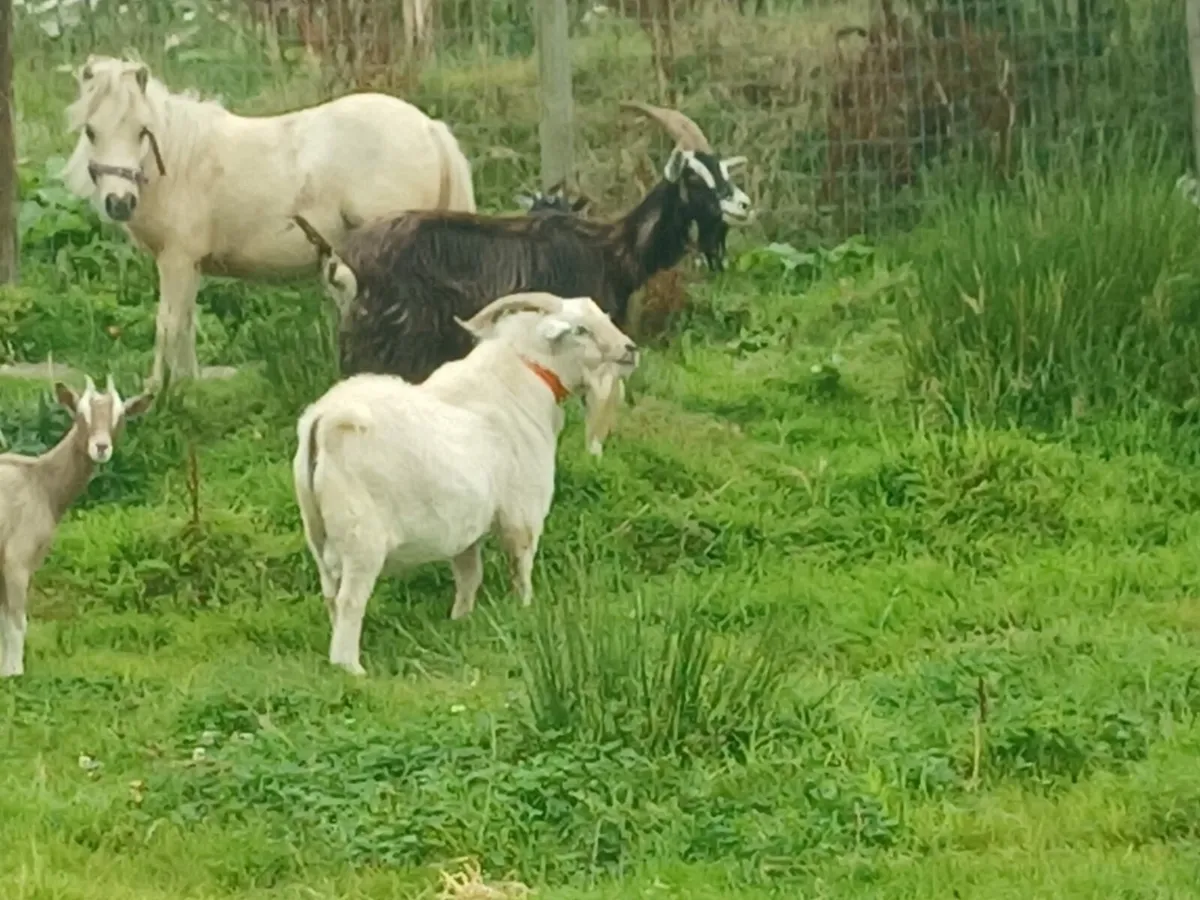 Old Irish mountain goat - Image 1