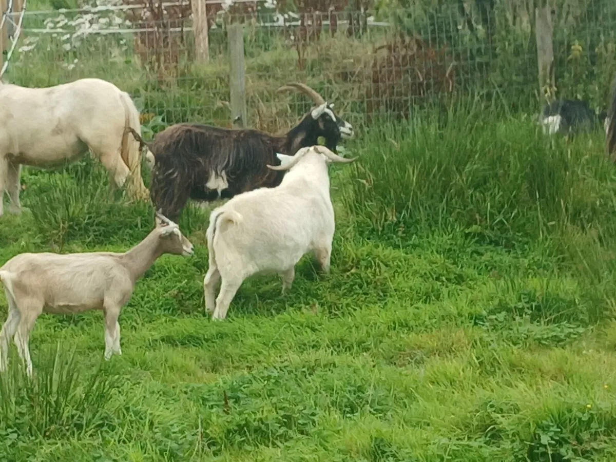 Old Irish mountain goat - Image 2