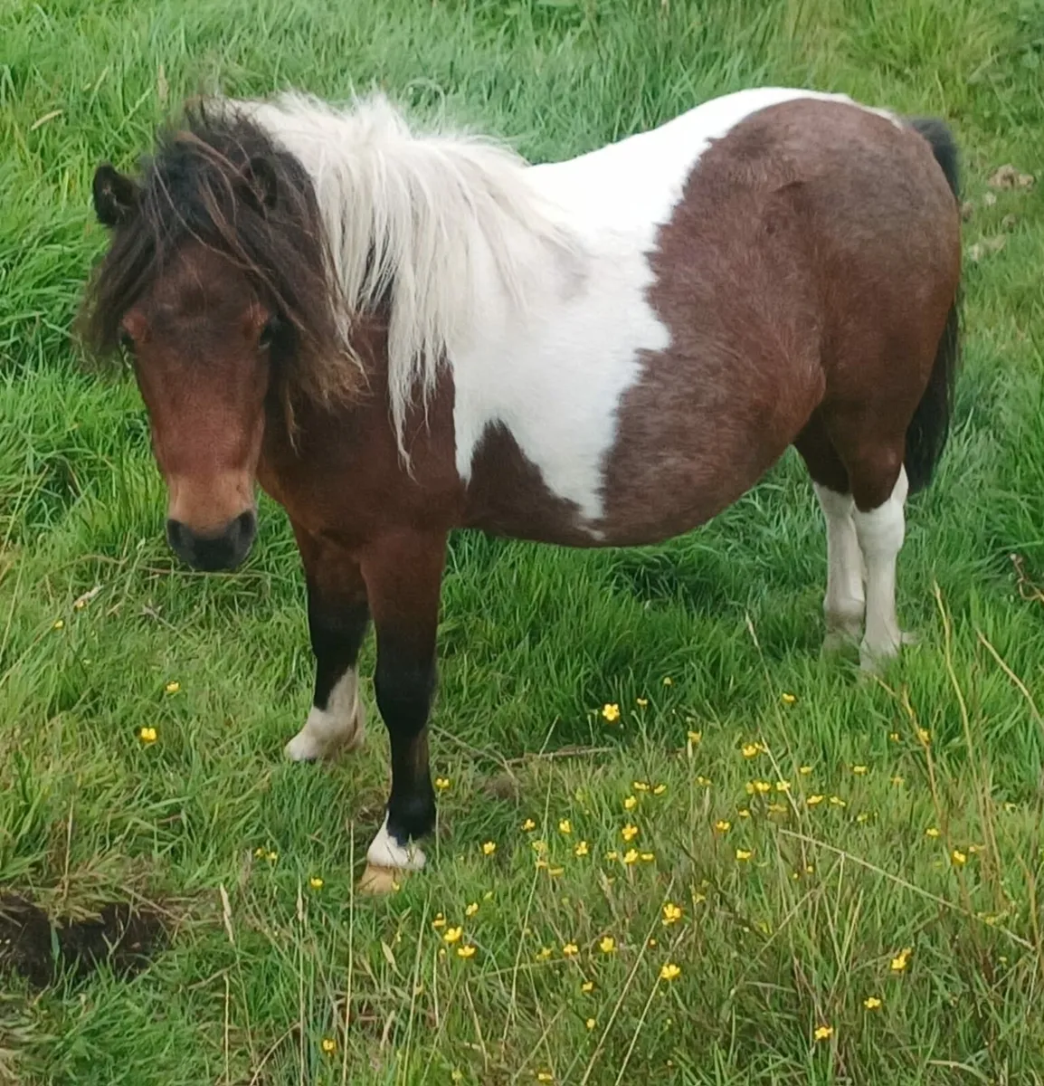 Miniature pony - Image 1