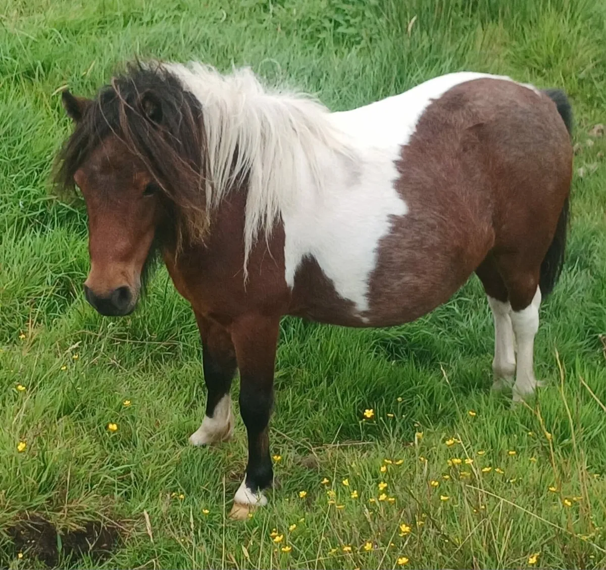 Miniature pony - Image 2