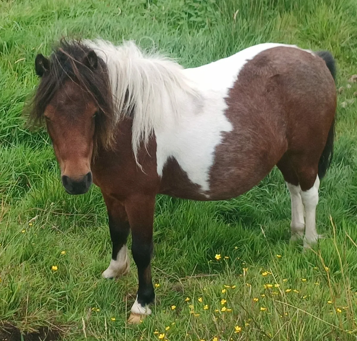 Miniature pony - Image 3