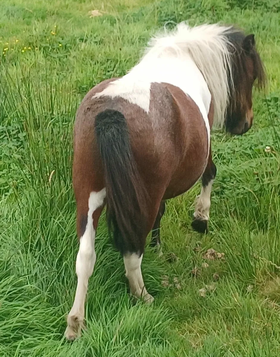 Miniature pony - Image 4