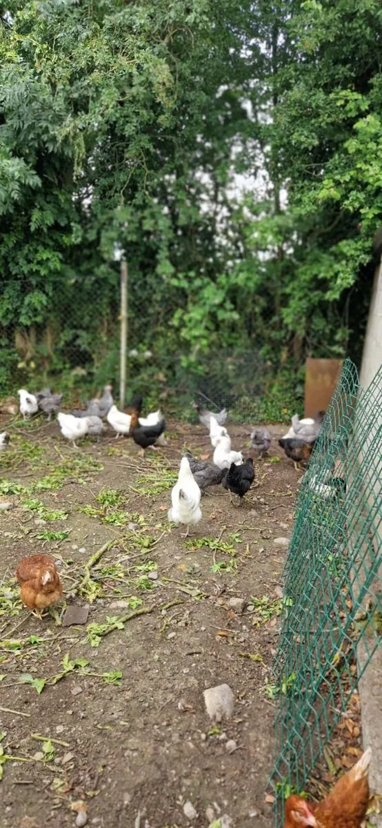 Hens/pullets available every day in kildare - Image 2