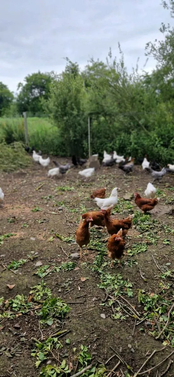 Hens/pullets available every day in kildare - Image 4