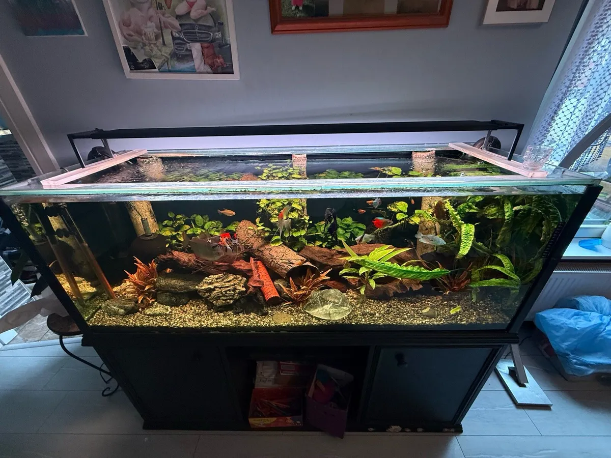 Fish Tank - Image 1