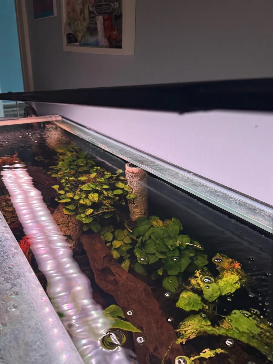 Fish Tank - Image 2