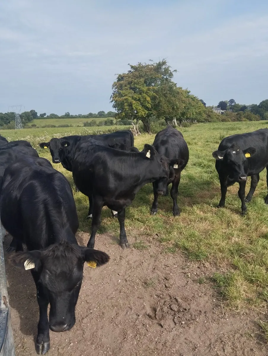 Cattle