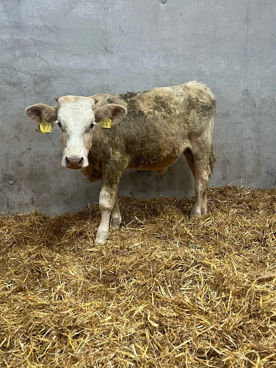 2 Charolais Bulls - Image 2