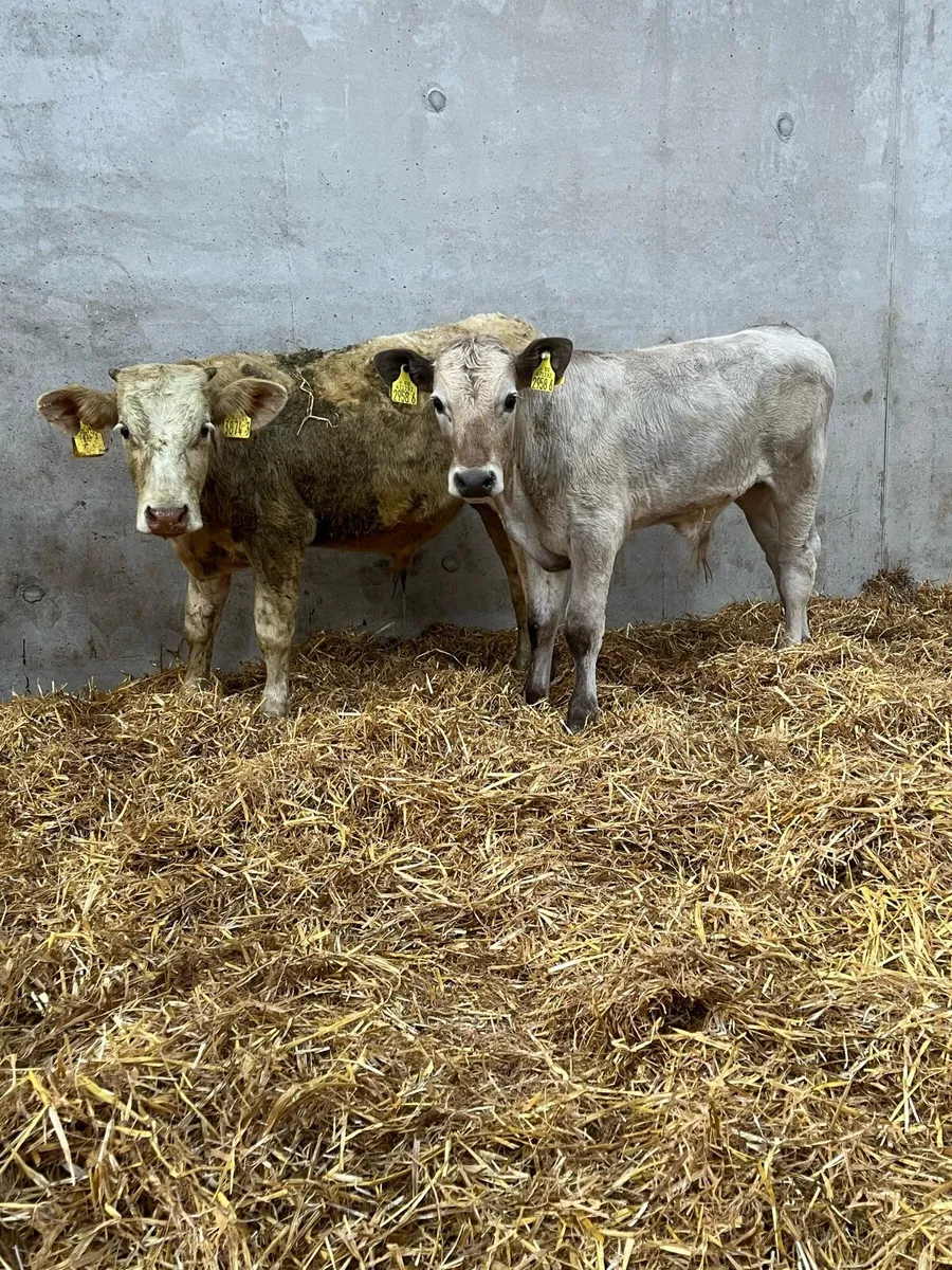 2 Charolais Bulls - Image 1