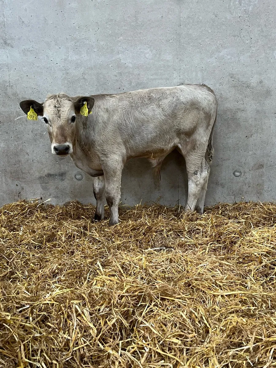 2 Charolais Bulls - Image 3