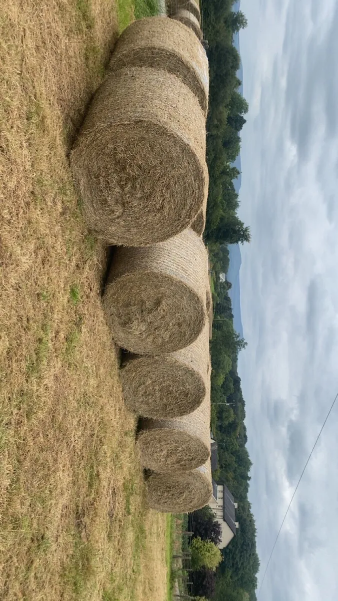 Hay