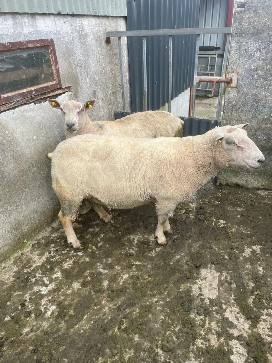 Sheep - Image 1