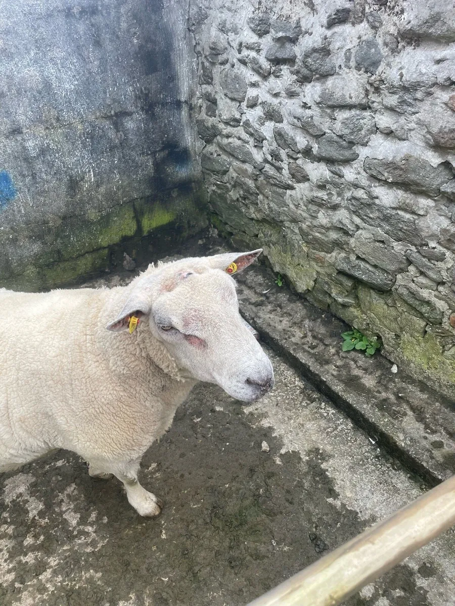 Sheep - Image 3